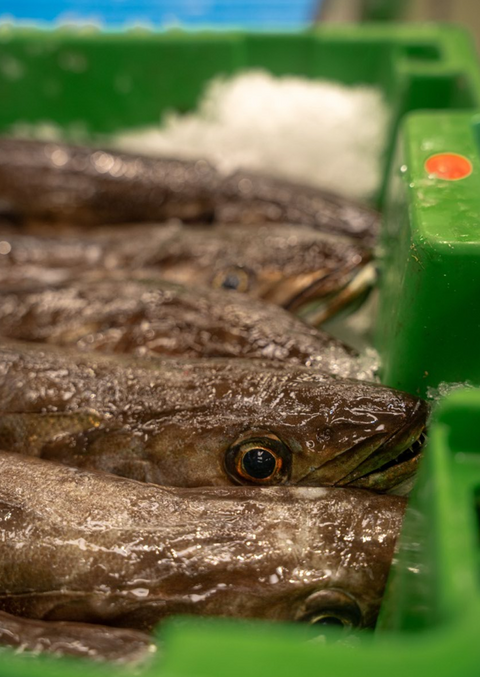 Pack de Pescado Salvaje (2 Merluzas de 2Kgs cada una)