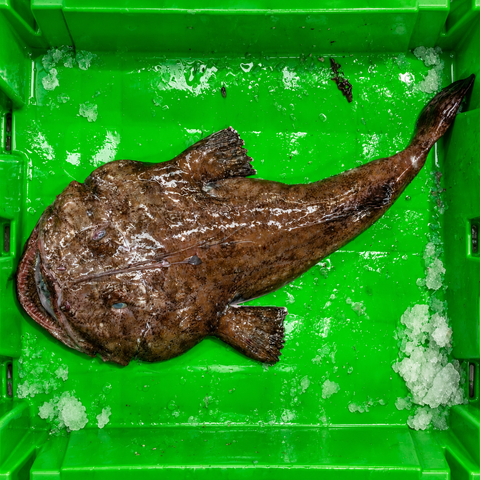 Pack de Pescado Salvaje (Rape y Merluza)