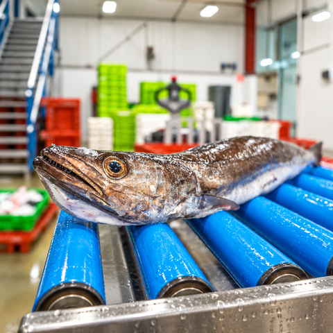 Pack de Pescado Salvaje (Rape y Merluza)