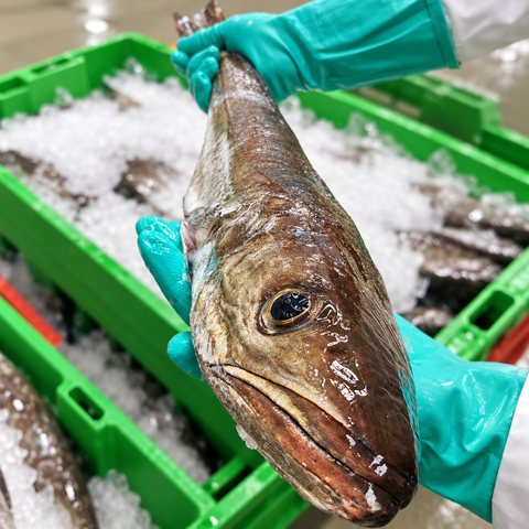 Pack de Pescado Salvaje (2 Merluzas de 2Kgs cada una)