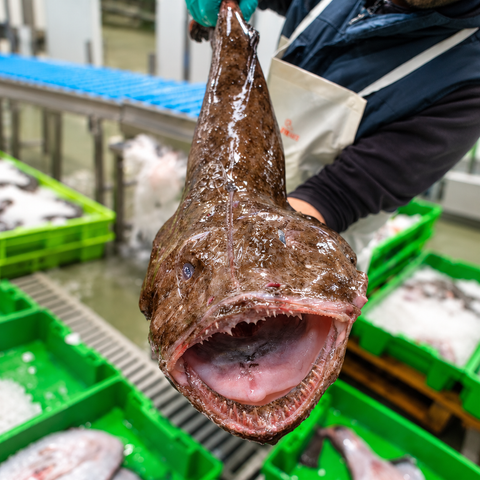 Pack de Pescado Salvaje (Rape y Merluza)