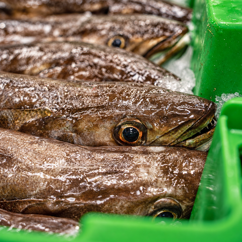Pack de Pescado Salvaje (Rape y Merluza)