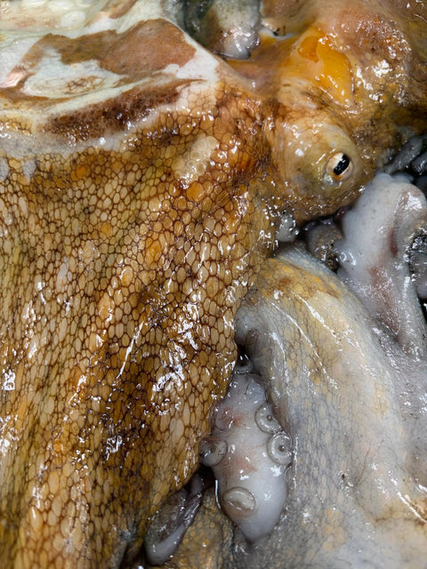 Pack de Pescado Salvaje (1 Pulpo del Cantábrico de 1,5Kgs + Merluza de 2Kgs)