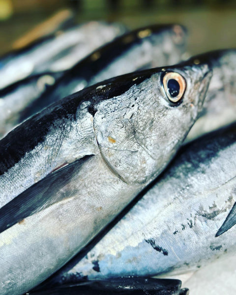 Pack de Pescado Salvaje (Medallones de Bonito del Cantábrico + Merluza de 2Kgs)